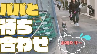 待ち合わせ場所にダッシュで駆け寄るフレブル🐶