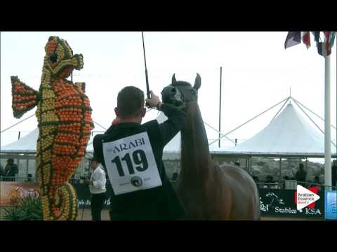 Menton 2016 - Junior Colts Ch.