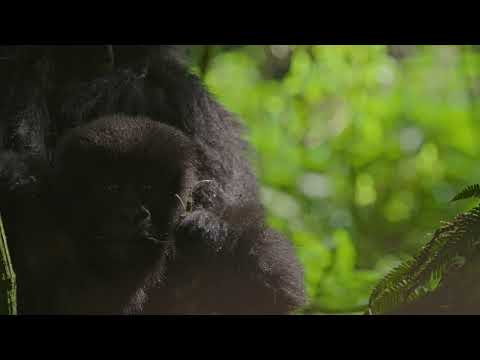 Volcanoes Safaris Gorilla Safari Loop