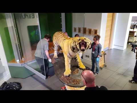 The Leeds Tiger back home