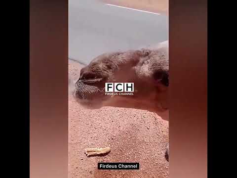 Deveja ishte duke ngordhur ne shkretetire. Nje person e ndihmon ate. Moment emocionues!