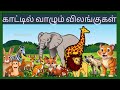விலங்குகள் பெயர்கள் Wild Animals In Tamil Kids Learning Video Mi