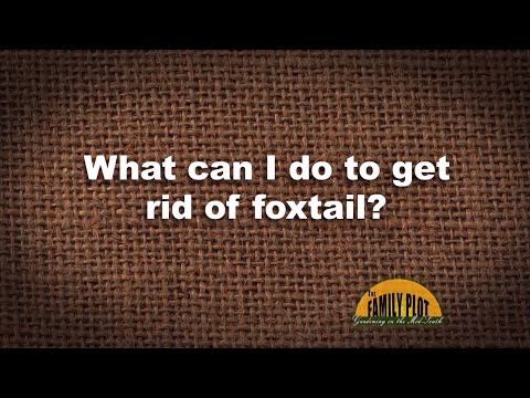 image-What herbicide kills foxtail but not grass?