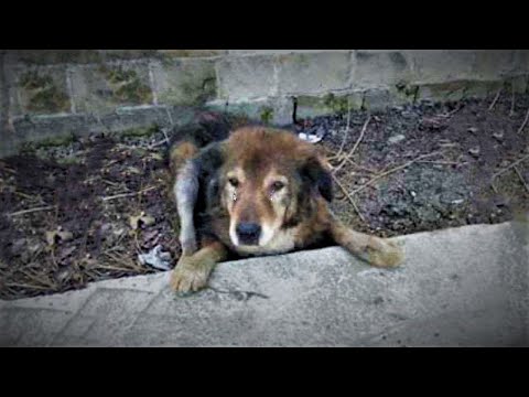 Getting Old, Pushed Out In Street, He Lay Weak, Vulnerable, In Pain  People Saw Him, They Just Left!
