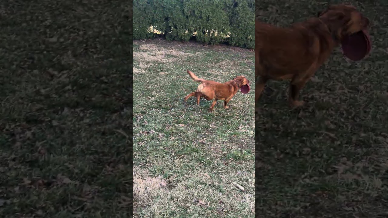 Enlarge Wilson #2, a Adoptable Labrador Retriever in Warrington, PA video 5/6