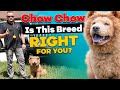 Is The CHOW CHOW Right For You?
