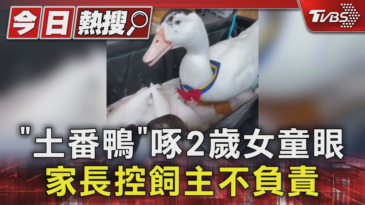 「土番鴨」啄2歲女童眼　家長控飼主不負責