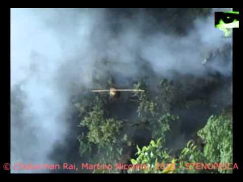 "Kirat Kulung Traditional Honey Hunting": A documentary by Chaturman Rai