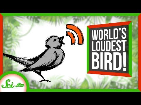 世界で一番大きな鳥がメイトに悲鳴をあげる｜サイゾーウーマンニュース (Loudest Bird in the World Screams at its Mate | SciShow News)