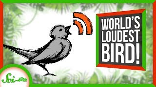 Loudest Bird in the World Screams at its Mate | SciShow News