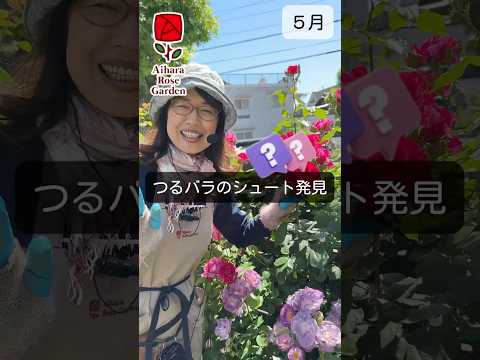 フェンスに美しさを加えるつる性の植物はどれですか?超装飾7種！  庭園