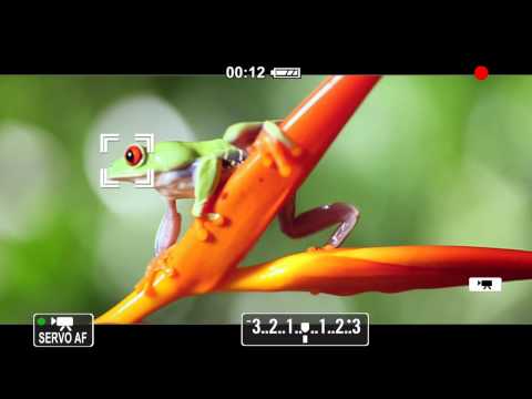 Canon EOS 650D Commercial (Serviced by P for Production, UK)