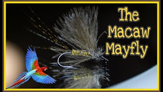 Macaw Mayfly