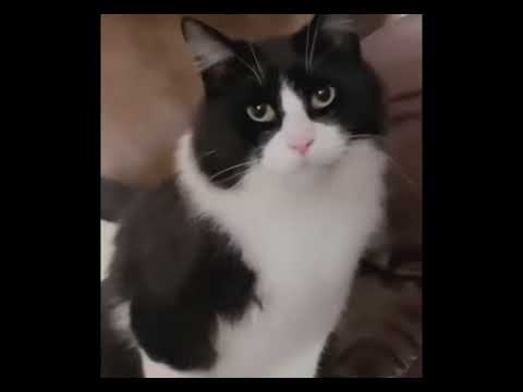 Mr chief face the camera!