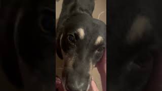 Video preview image #1 German Shepherd Dog-Unknown Mix Puppy For Sale in Middlesex, NC, USA