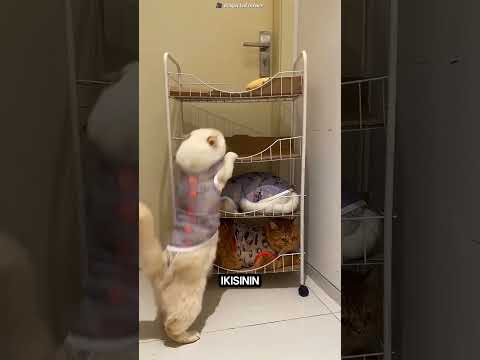 “Evdeki Kedilerin Garip Yatak Sıralaması! 4 Kedi ve İlginç Kuralları 🐱” #shorts