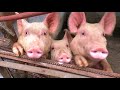 PROGRAMA AGRO TV Familia Remy Gonzalillo 13 DE MAYO 2018