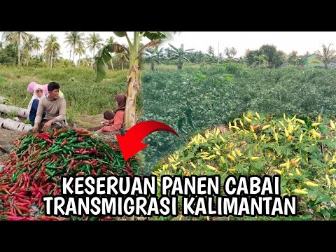 SERUNYA PANEN CABAI DI LAHAN TRANSMIGRAN MUDA ASAL TRENGGALEK TRANSMIGRASI KALIMANTAN UTARA