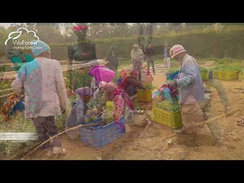 The Great Green Wall Program