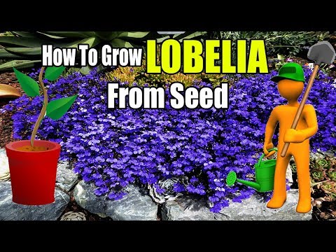 , title : 'How To Grow Lobelia From Seed | Gardening Story'