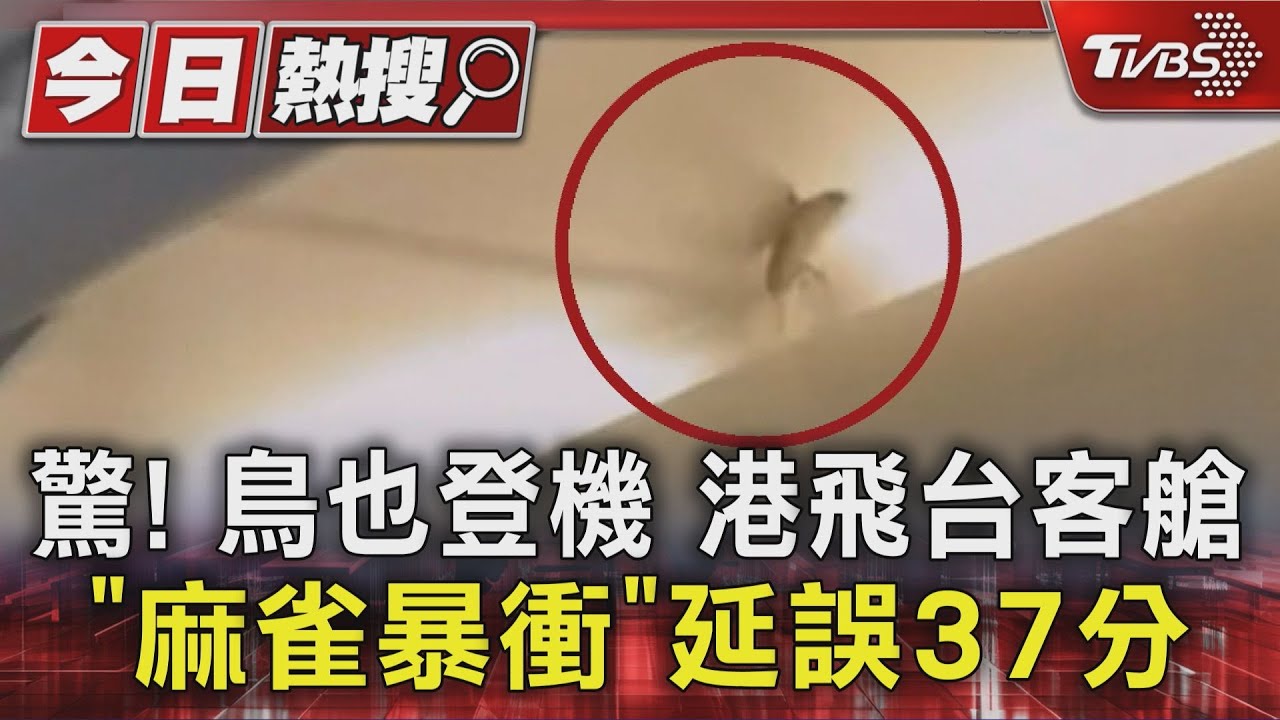 嚇！鳥也登機　麻雀闖國泰客艙暴衝　港飛台延誤37分鐘