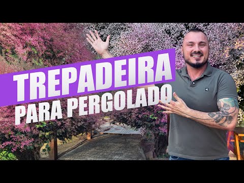 Climbing plant that produces thousands of flowers | Option for pergola