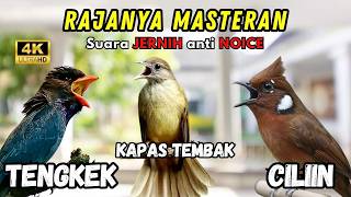 Download lagu Masteran Tembakan Cililin - Kapas Tembak-Tengkek Buto SUARA JERNIH mp3