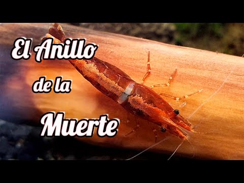 Anillo de la muerte en Gambas. Como evitarlo