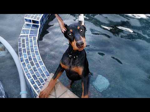 Je pensais que les dobies étaient sérieux... jusqu'à ce que j'aie un drôle de chien doberman...