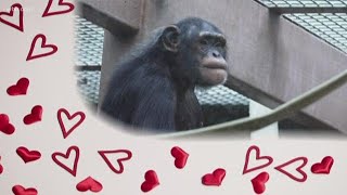 Chimpanzee looking for love at Zoo Knoxville
