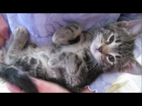 Orphaned Kitten Care: How to Videos - How to Wean Orphaned Kittens onto Solid Foods