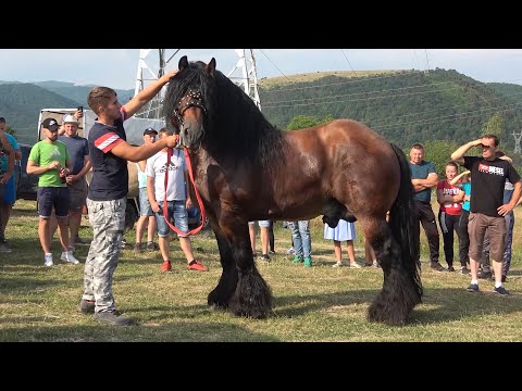 Targ expozitional de cai Gilau, Cluj 10 Iulie 2021 Nou!!!