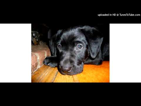 Ronald Esseboom - No use to cry