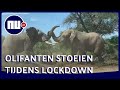 Wilde dieren laten zich van dichtbij zien nu wildparken dicht zijn | NU.nl