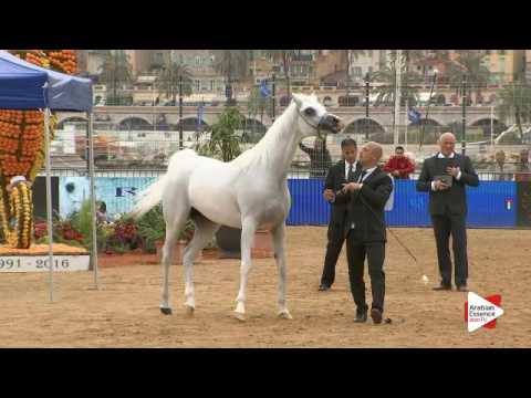 N.84 FAHERA - Menton 2016 - Mares 7+ years old (Class 5)