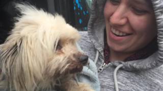 Emergency Rescue of 12 Dogs in Mexico