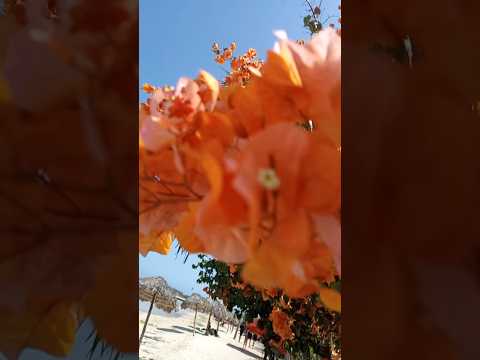 Playa La Boca, Puerto Padre, Las Tunas, Cuba #cuba #elcubanomasmexicano #cubanosporelmundo