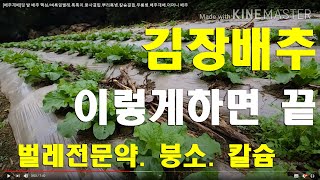 [배추재배] 벌레 한방에/맛있는 시골 텃 밭 배추/벼룩잎벌레.톡톡이.붕사결핍.뿌리혹병.칼슘결핍.무름병.배추재…