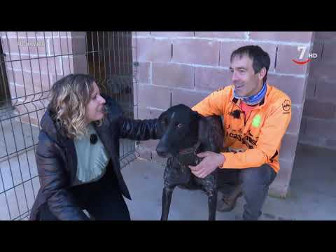 El Correvuela T2/E14: Los perros de mushing y la vaca sayaguesa