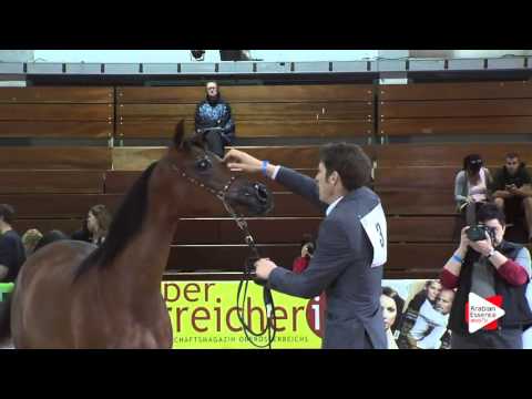 N.3 MALALA - Wels 2016 - Yearling Fillies (Class 1A)