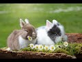 10 Facts About Rabbits You Probably Didn T Know