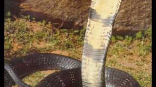 Download lagu Aaadu pambey nadan pattu ,sreejithkilli.wmv mp3 Download lagu Aaadu pambey nadan pattu ,sreejithkilli.wmv mp3