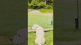 Dog Waits Every Day In The Same Spot For His Missing Friend | The Dodo