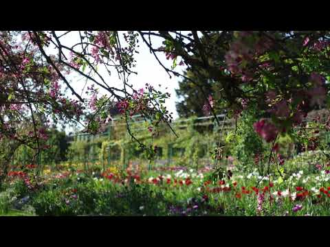 Monet’s garden, Giverny France