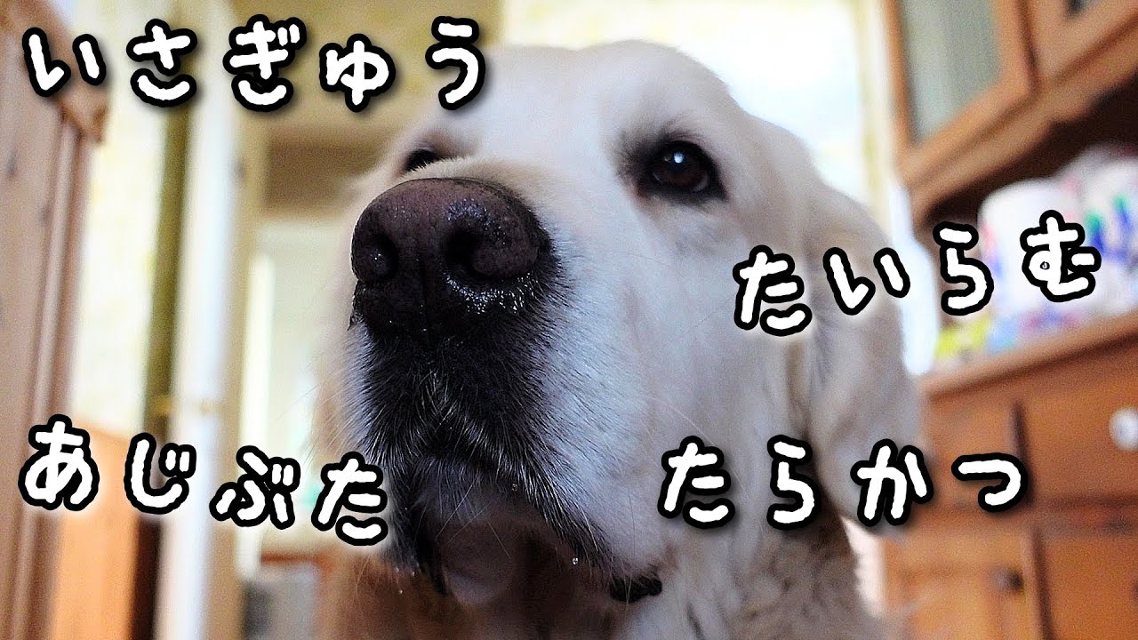 年末年始の【ギンちゃん飯】を大公開！圧力鍋があれば魚の骨も大丈夫！