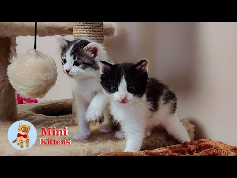 Funny and cute kittens 2. Collection. Mini kittens. Part 2. 2024.