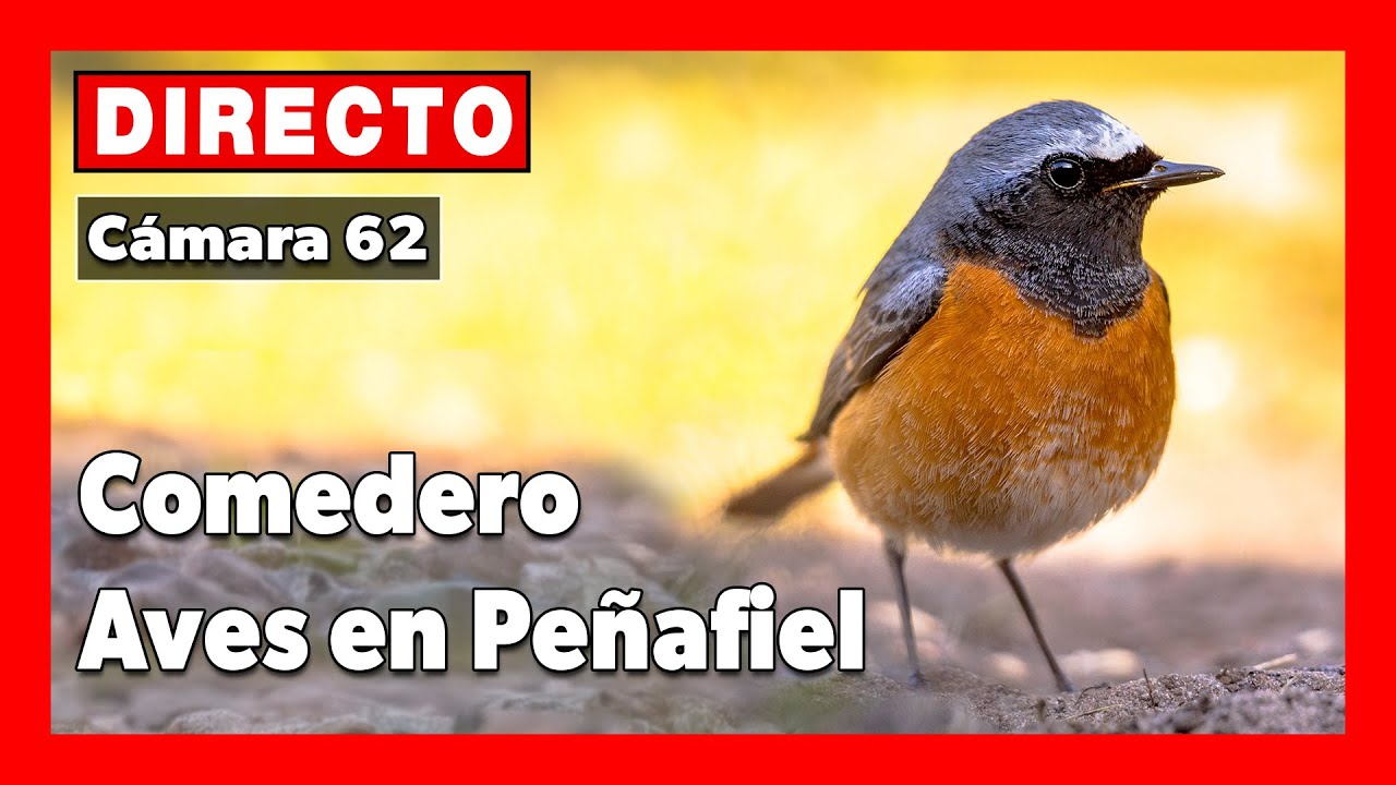 Live webcam view of Cámara del comedero de Peñafiel