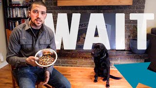Teach Your Dog To Wait For Food