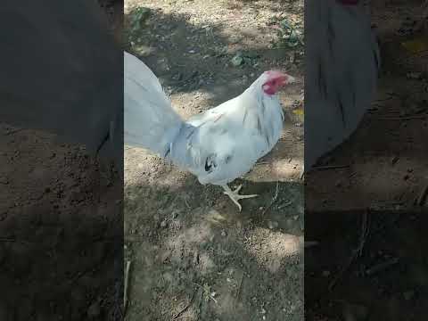 , title : 'Fighting cocks #rooster #youtubeshorts #viral'