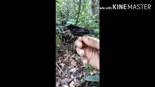 Download lagu Suara pikat andalan buat semua jenis burung besar dan kecil mp3